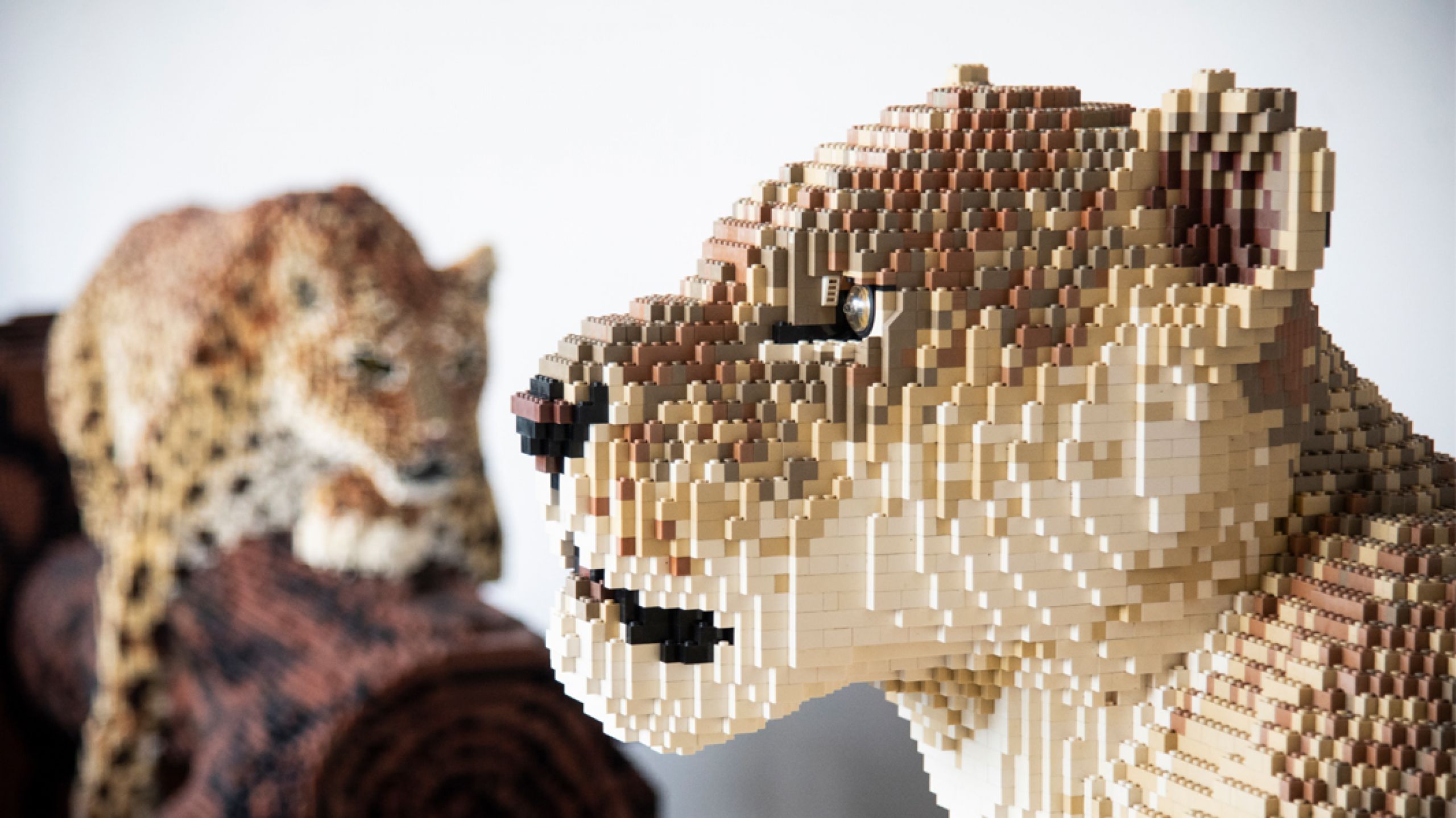 Löwen BIG CATS